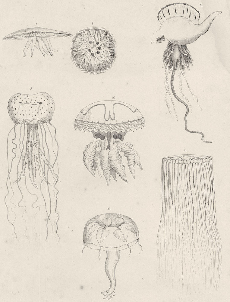 ACALEPHAE.Cyanaea aurita;Physalia megalista;Pelagia planospyra;Rhizostoma 1860